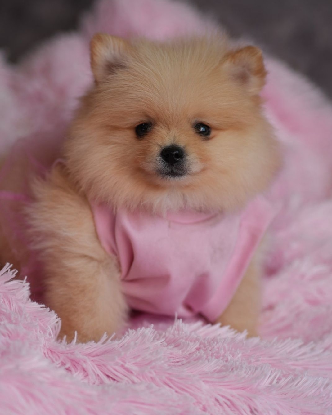 Cachorro